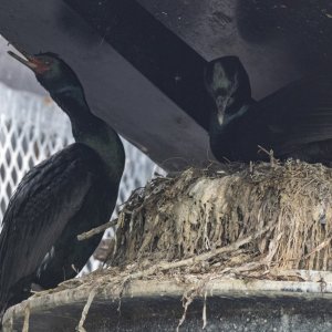 B22PelagicCormorantsOnNest2884.jpg