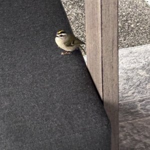 IMG_3326.jpeg