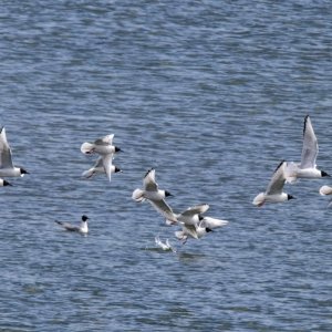 D07BonapartesGulls0465.jpg