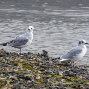 D08BonapartesGulls4949.jpg