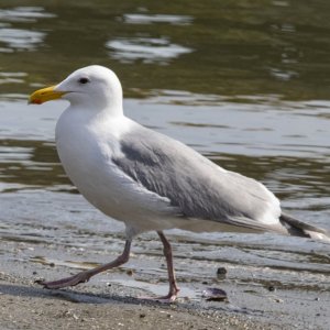 D12GlaucousWingedGull0210.jpg