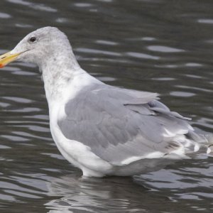 D14GlaucousWingedGull4814.jpg