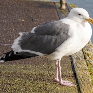 D15WesternGull9452.jpg