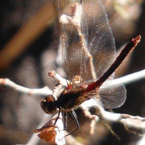 Crane Prairie Dragonfly 9-9-15.JPG