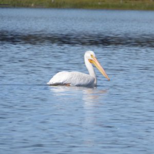 Crane Prairie Pelican 6-23-19.JPG