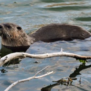 OtterTroutLakeSwiming2011.jpg