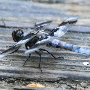 ZEightSpottedSkimmer4781.jpg