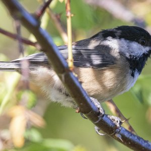 B02BlackCappedChickadee4745.jpg