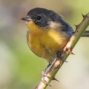 B03CommonYellowthroatFemale4749.jpg