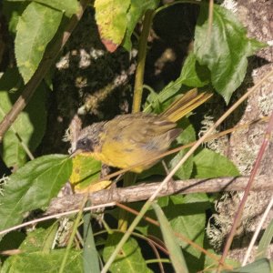 B04ScruffyCommonYellowthroatWarbler4705.jpg