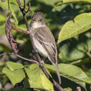 B07WillowFlycatcher4789.jpg