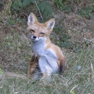 RedFoxSitting5058.jpg