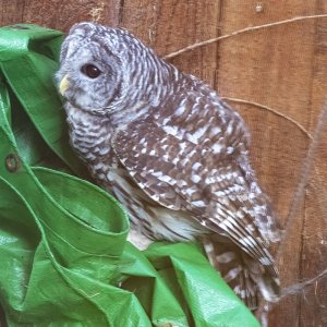 BarredOwl5070.jpg