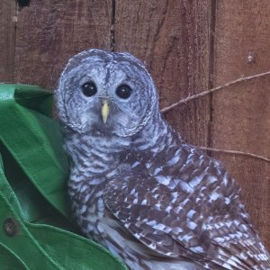 BarredOwl5072.jpg