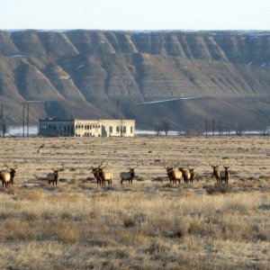 Elk at Hanford Townsite.jpg