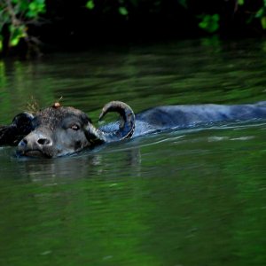 Waterbuffalo.jpg