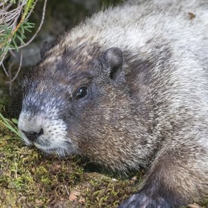 ZDHoaryMarmot5015.jpg