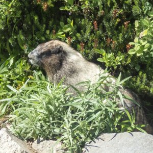 ZDHoaryMarmotP8260104.jpg