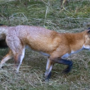 RedFox5763.jpg