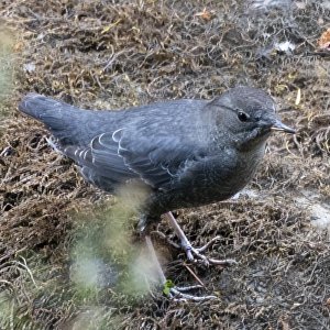 AmericanDipper5180.jpg