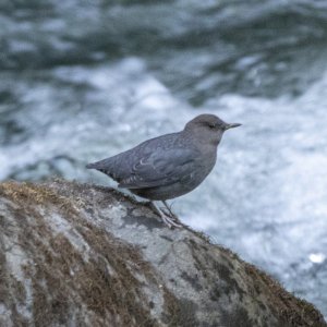 AAmericanDipper5093.jpg