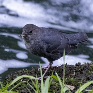 AmericanDipper5202.jpg