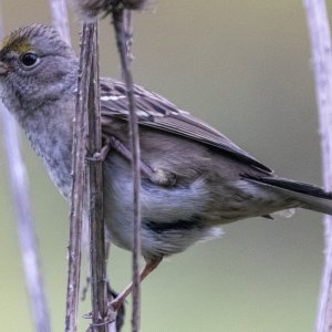 A08GoldenCrownedSparrow5352.jpg