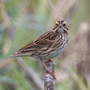 A09SavannahSparrow5555.jpg