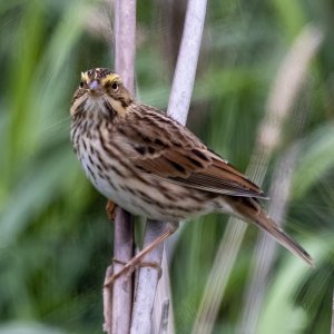 A10SavannahSparrow5551.jpg