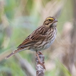 A11SavannahSparrow5559.jpg