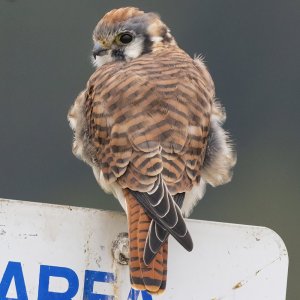 A12AmericanKestrel5392.jpg