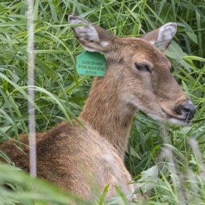 B05WhitetailDeerDoe5686.jpg