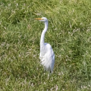 C01GreatEgret5742.jpg