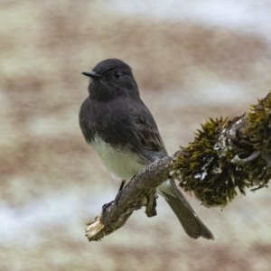 C02BlackPhoebe5533.jpg