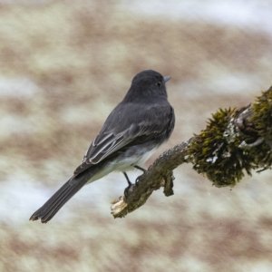 C03BlackPhoebe5527.jpg