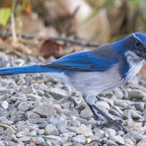 D01ScrubJay5630.jpg