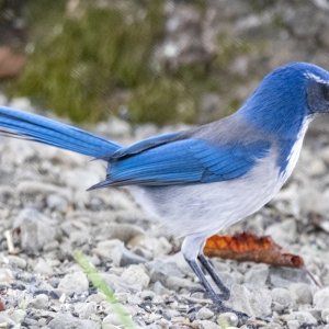 D02ScrubJay5666.jpg