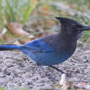 D03StellersJay5670.jpg