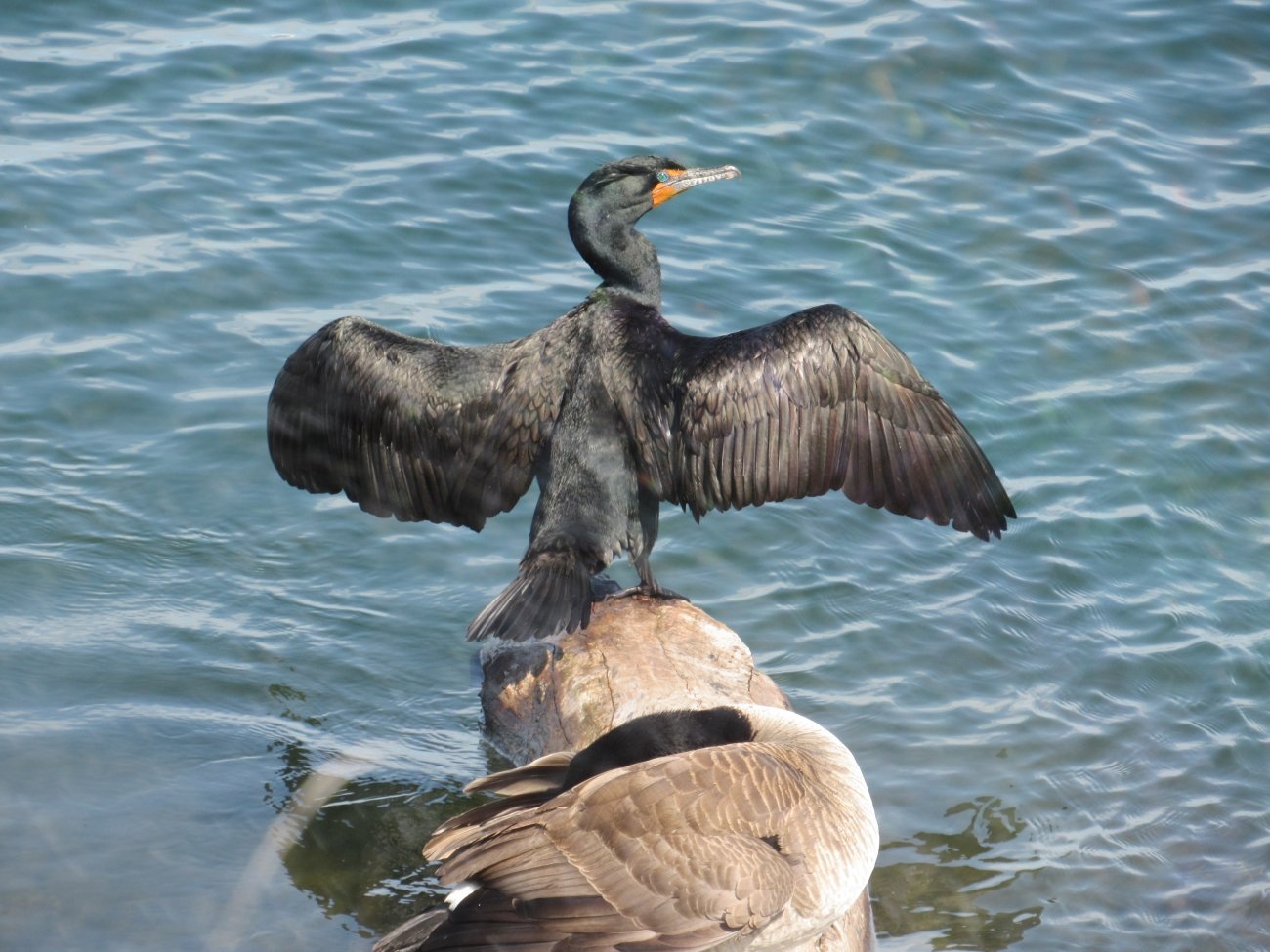 cormorant.JPG